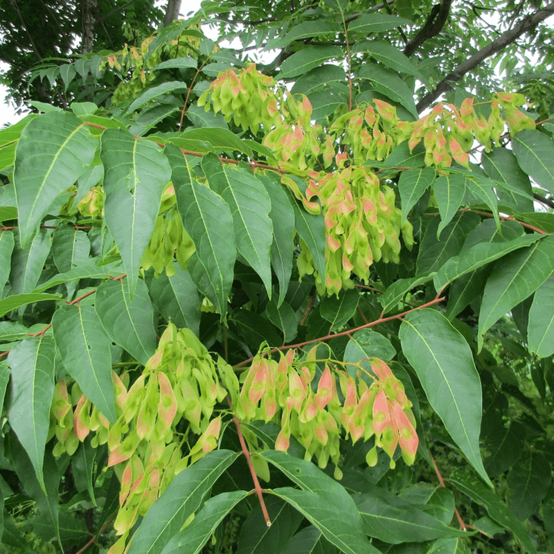 Tree Of Heaven Spreads Faster Than Many North Carolina Gardeners Realize Tree Of Heaven Spreads Faster Than Many North Carolina Gardeners Realize