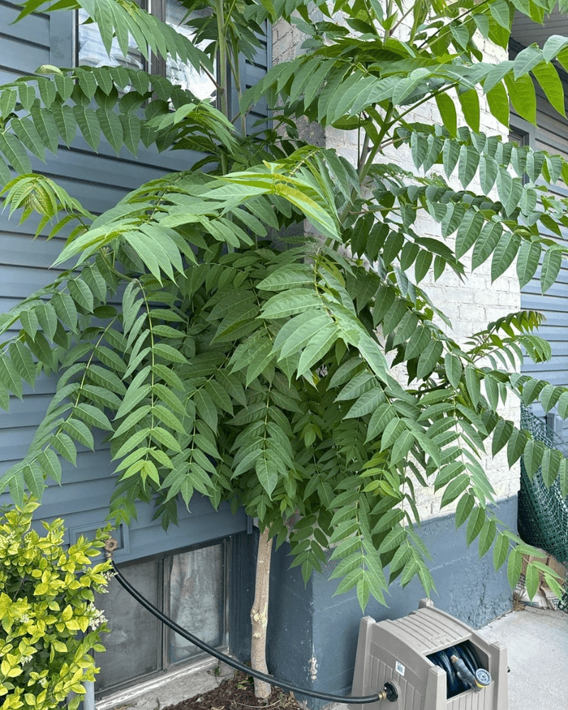 Tree Of Heaven