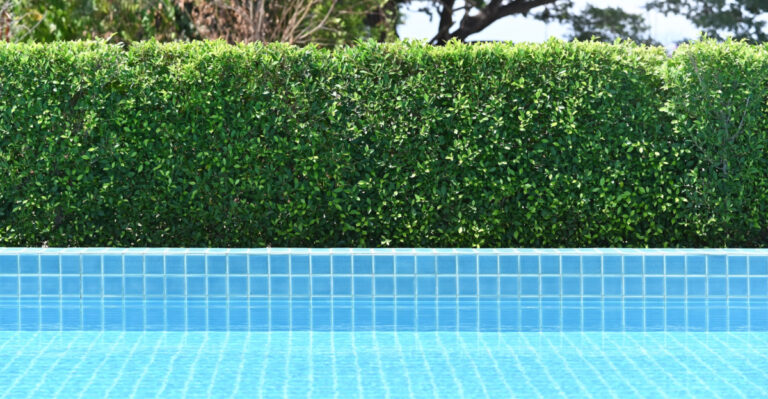 Trees California Homeowners Should Never Plant Near A Pool