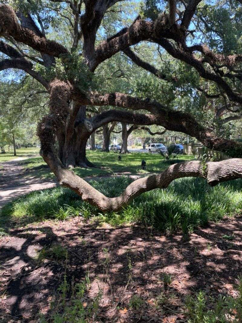 Trees Covered By Local Woodland Ordinances