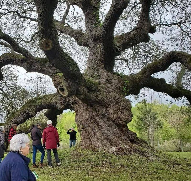 Trees In Designated Historic Districts