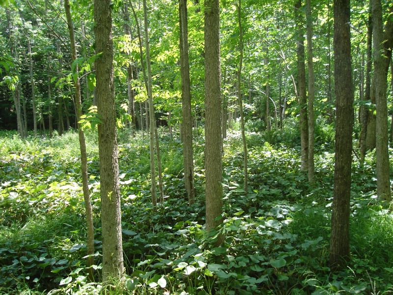 Trees In Regulated Wetland Areas
