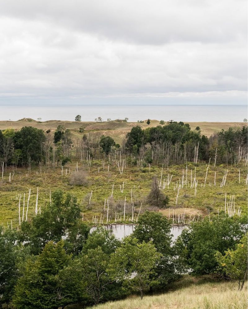 Trees Near Shorelines And Critical Dune Areas