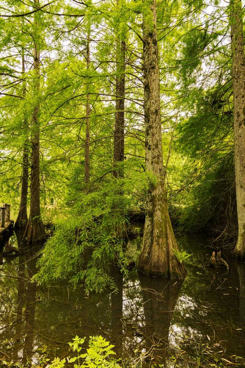 Trees Near Wetlands May Require Permits Before Removal