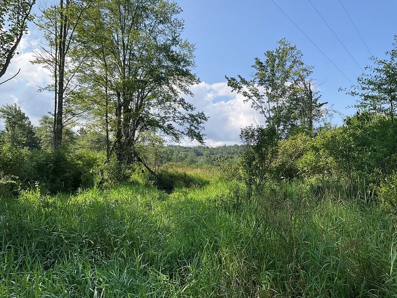 Trees On Properties With Conservation Easements