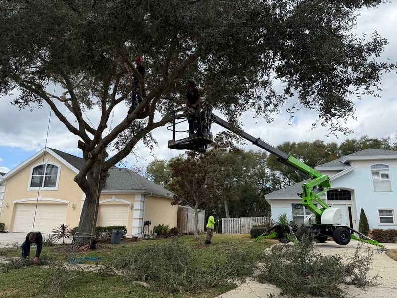 Trees Restricted By HOA Rules