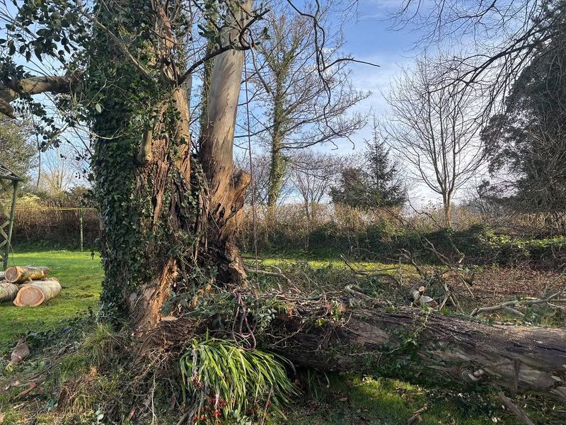 Trees That Leaf Out Late Or Unevenly May Already Be Declining Trees That Leaf Out Late Or Unevenly May Already Be Declining