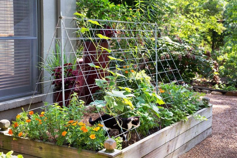 Cattle Panel Trellis Supports Vining Vegetables