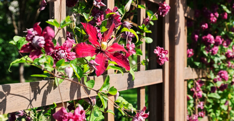 Trellis Ideas Arizona Gardeners Can Use To Save Space And Add Charm