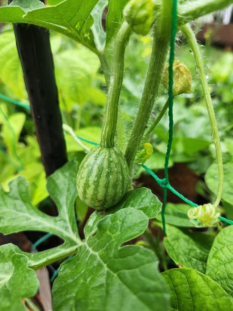 Trellis Small Melons With Slings For Extra Support