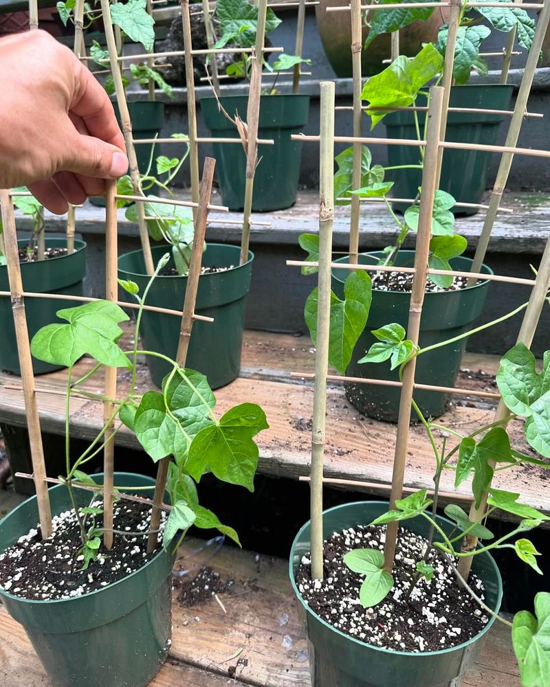 Trellises Help Keep Long Stems Organized