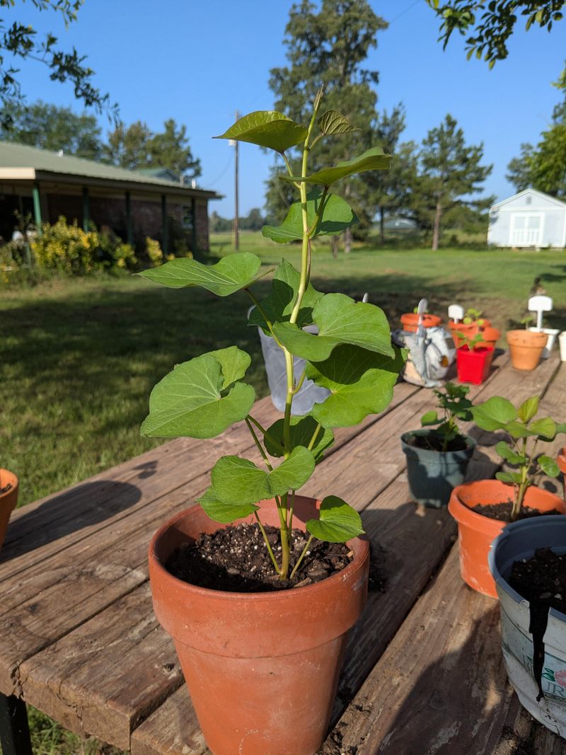 Trellises Help Vines Stay Off The Ground Trellises Help Vines Stay Off The Ground