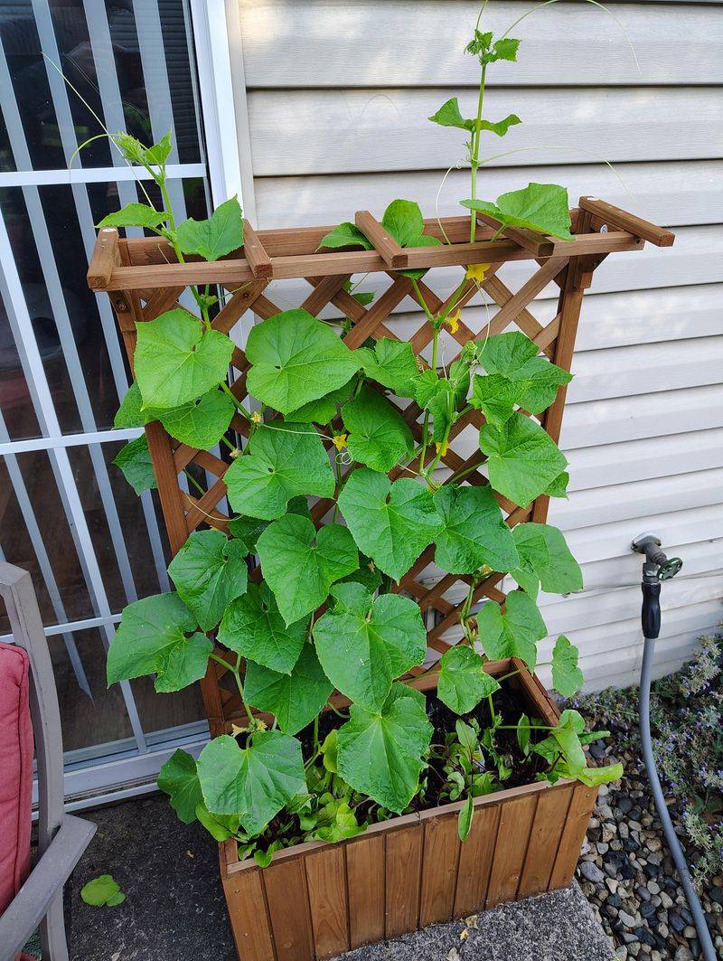 Trellises Turn One Plant Into A Bigger Harvest Trellises Turn One Plant Into A Bigger Harvest