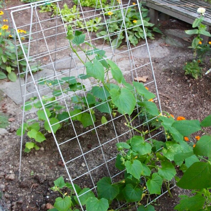Trellising Cucumbers Keeps Plants Healthier And More Productive