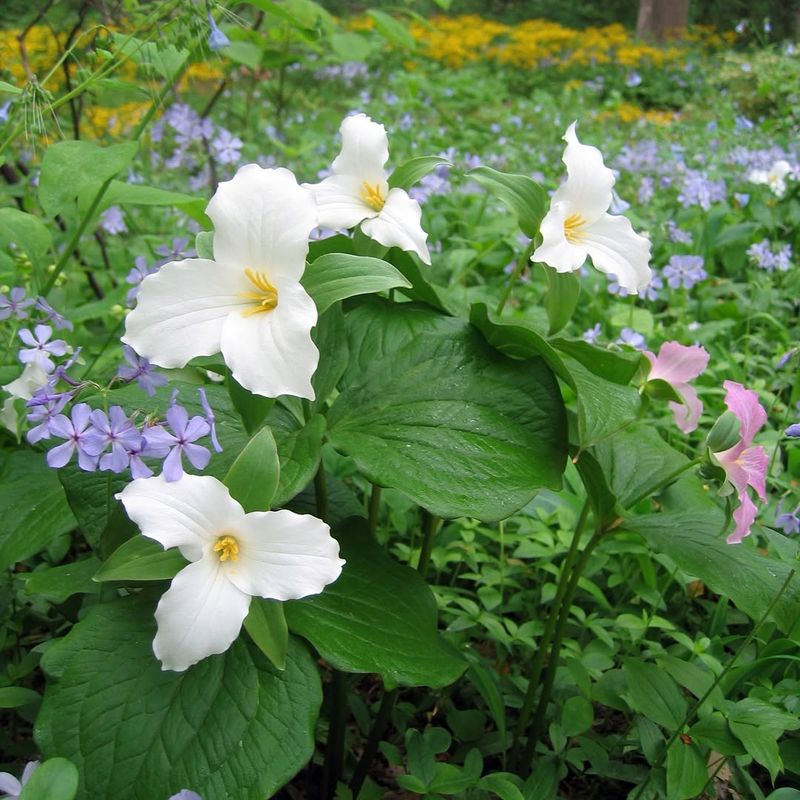 Trillium Brings Spring Interest To Woodland Beds