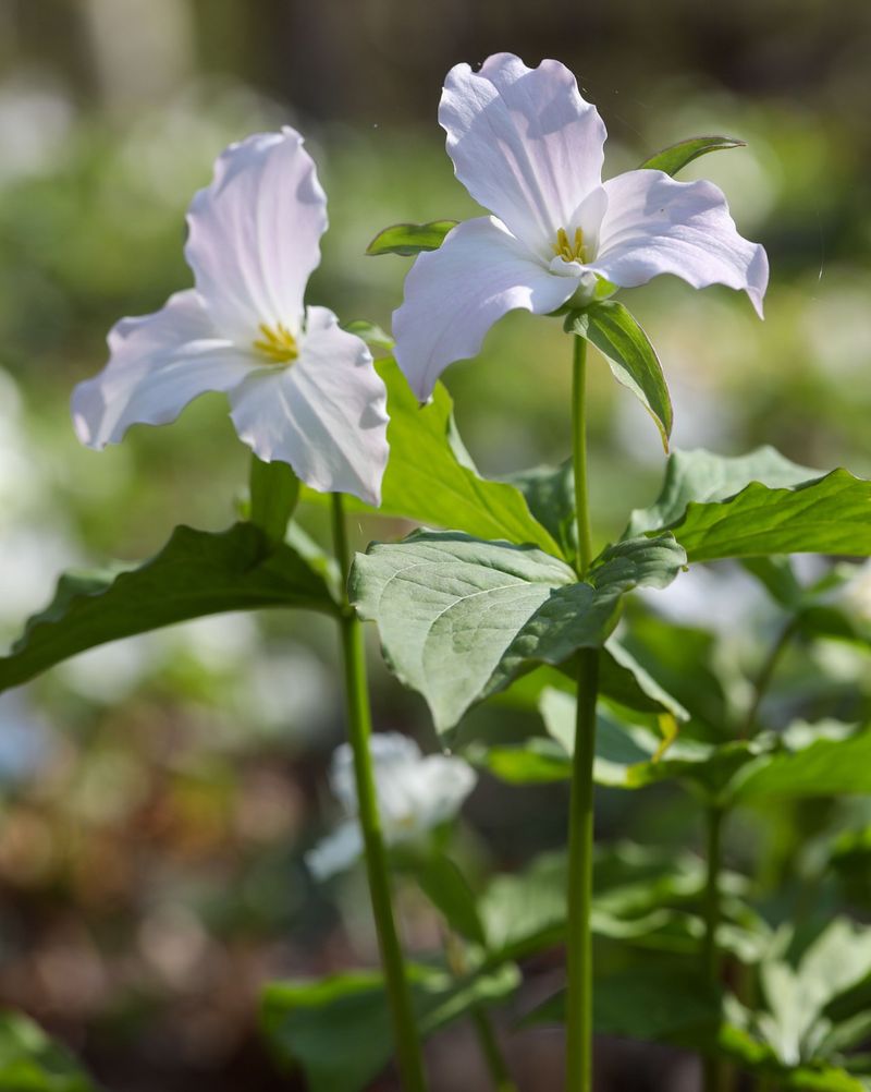 Trillium