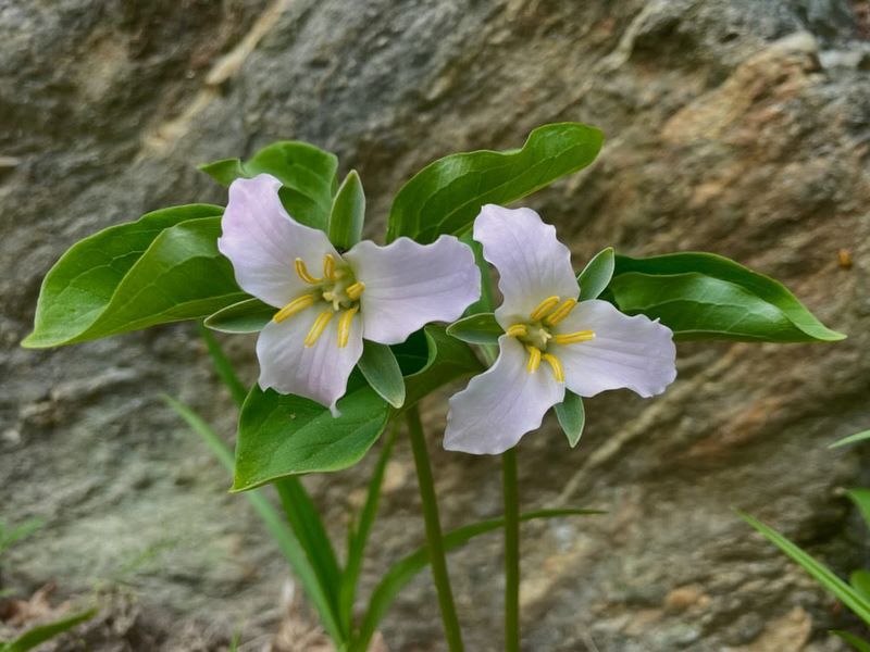 Trilliums