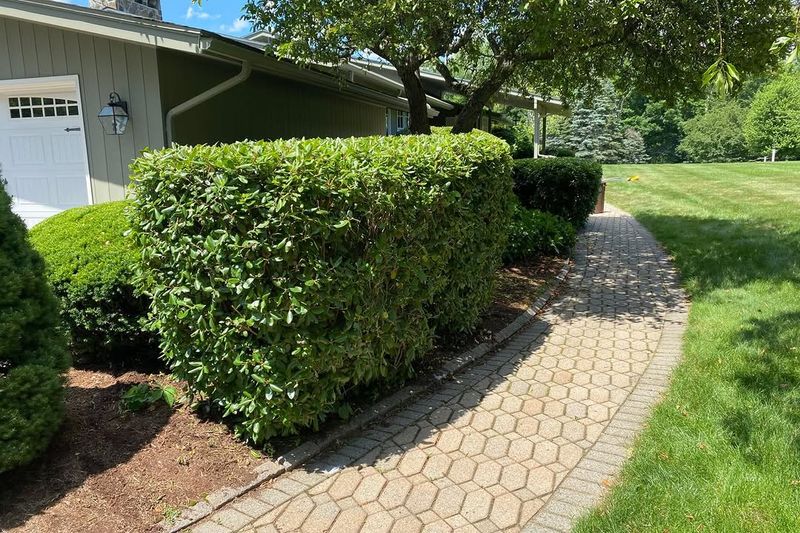Trim Back Dense Brush Along Paths