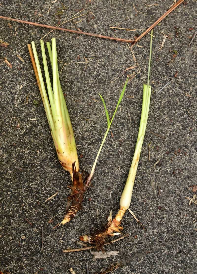Trim Back Excess Top Growth After Replanting Trim Back Excess Top Growth After Replanting