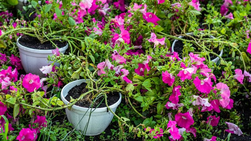 Trim Back Long Petunia Stems During Bloom Cleanup Trim Back Long Petunia Stems During Bloom Cleanup