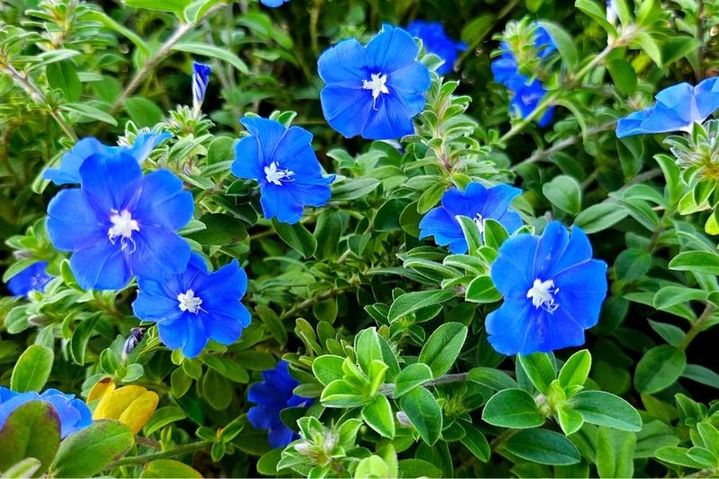 Trim Blue Daze Lightly When Growth Gets Leggy