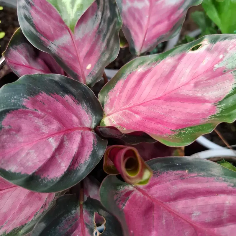 Trim Damaged Leaves Instead Of Overreacting