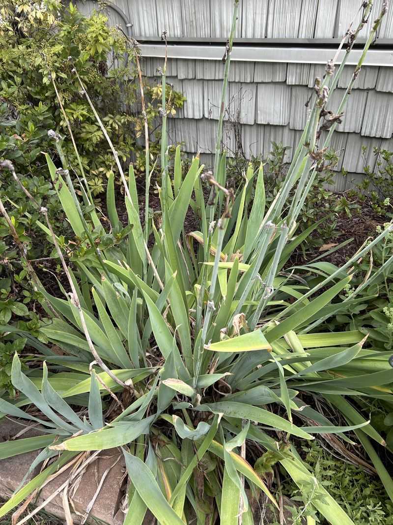 Trim Damaged Tips Sparingly
