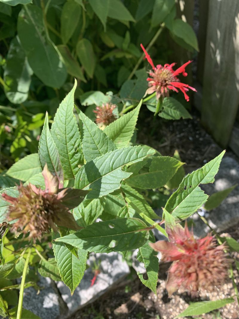Trim Faded Blooms To Keep The Patch Looking Fresh