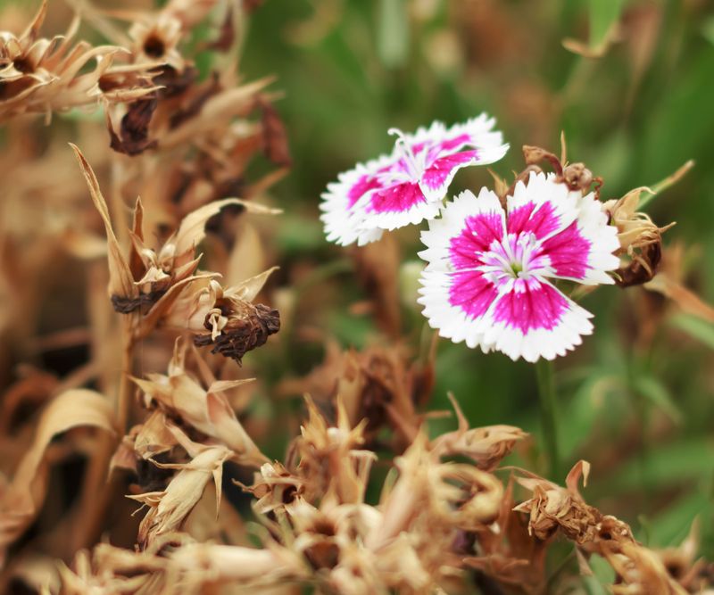 Trim Faded Flowers Before Plants Slow Down Trim Faded Flowers Before Plants Slow Down