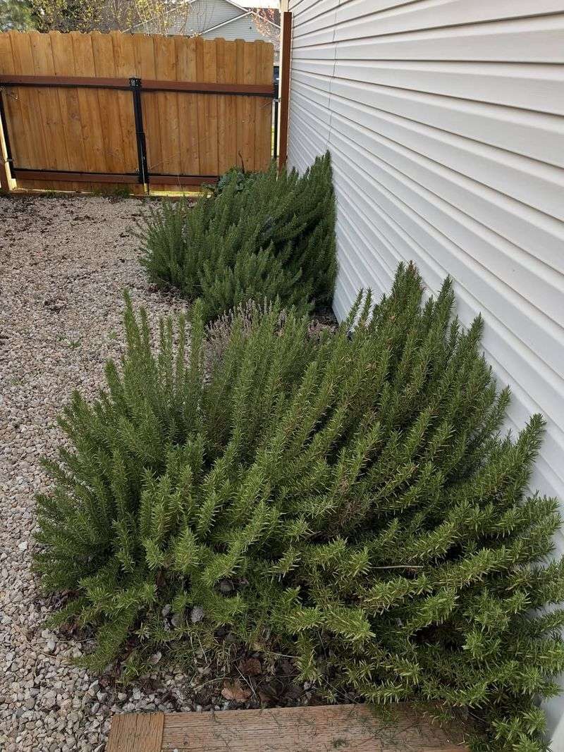 Trim Green Tips To Keep Rosemary Shapely Trim Green Tips To Keep Rosemary Shapely