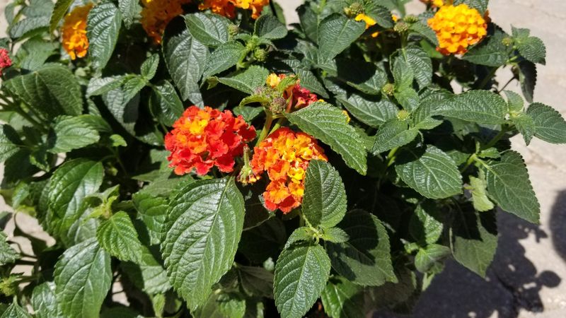 Trim Leggy Growth To Keep Flowers Coming