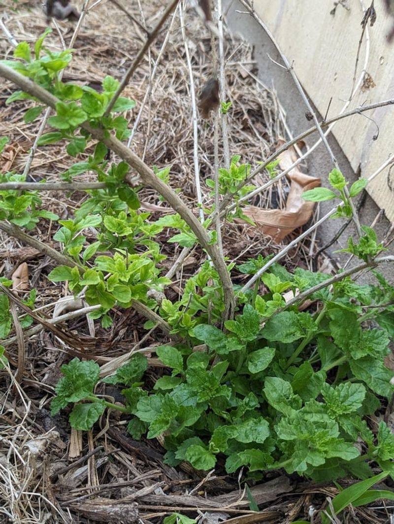 Trim Leggy Growth To Keep Plants Full
