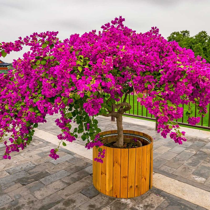 Trim Lightly Instead Of Pruning Too Often Trim Lightly Instead Of Pruning Too Often