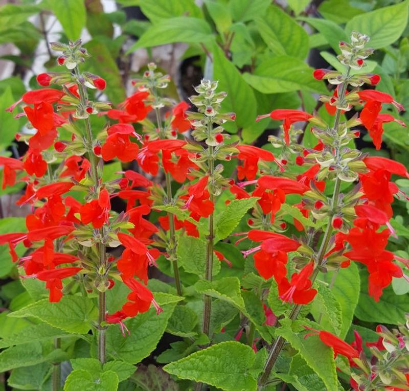 Trim Native Salvia After The First Flower Spikes Fade