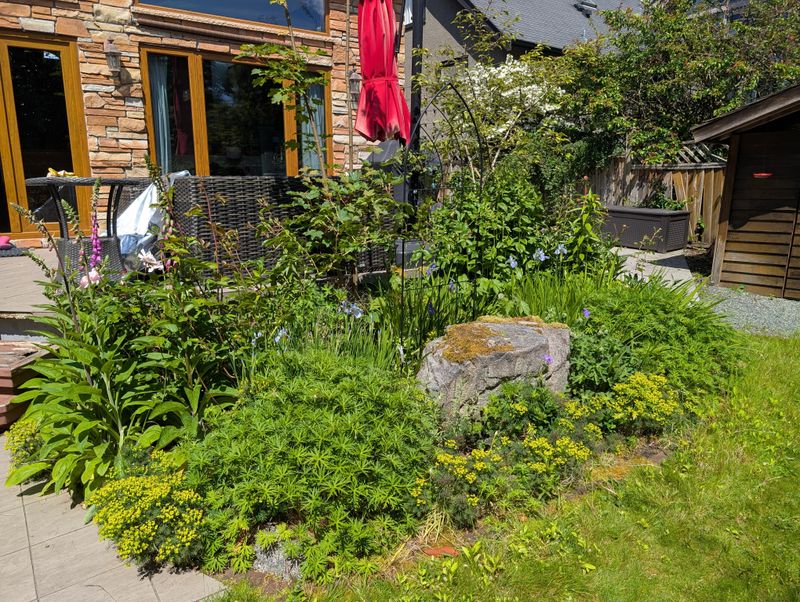 Trim Overgrown Yard Plants