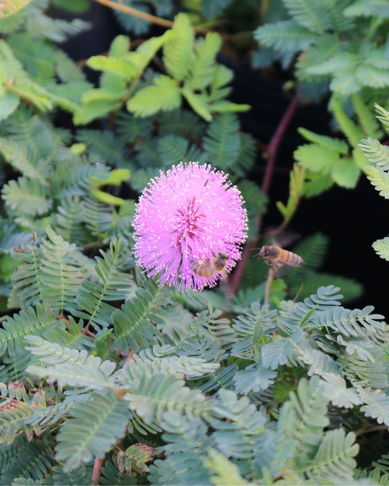 Trim Ragged Edges After Spring Growth