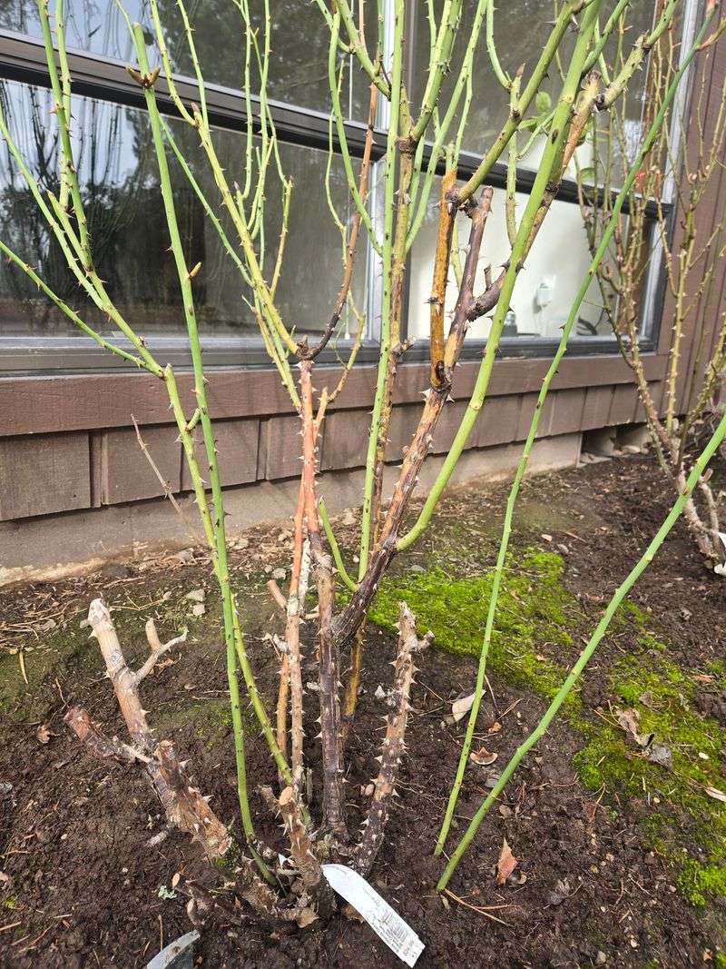 Trim Roses In Winter For A Strong Spring Flush