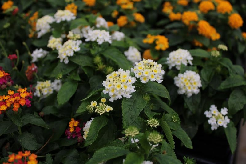 Trim Spent Flowers Only When Your Variety Needs It