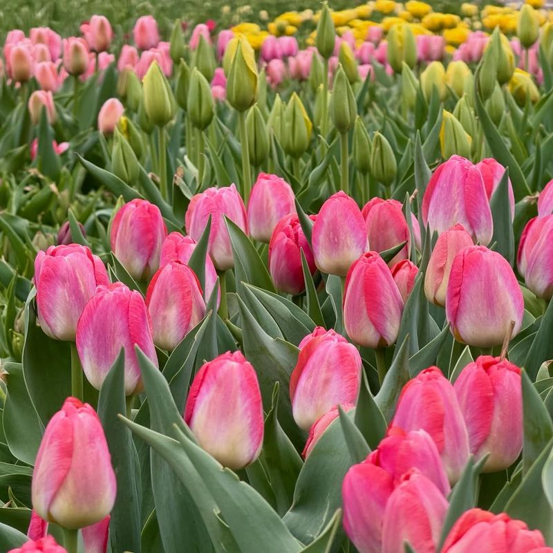 Triumph Tulips (Tulipa Triumph Hybrids)