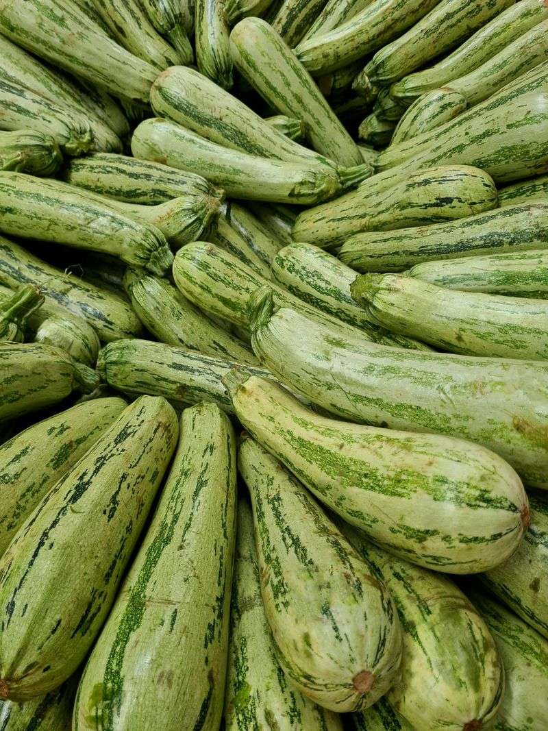 Tromboncino Squash Tromboncino Squash