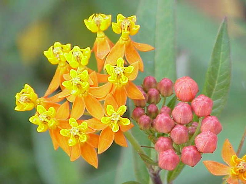 Tropical Milkweed Comes With Monarch Concerns The Label May Skip Tropical Milkweed Comes With Monarch Concerns The Label May Skip