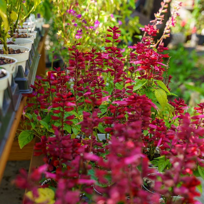 Tropical Sage Adds Color Without Crowding The Trunk