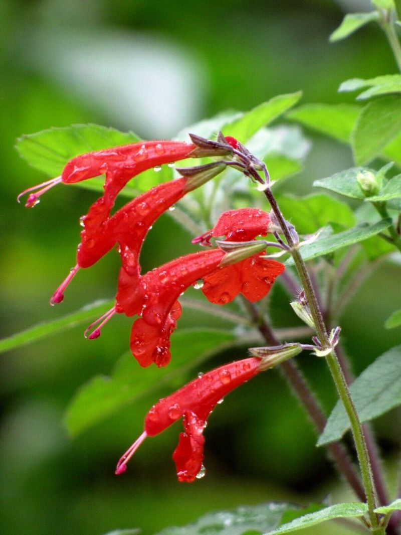 Tropical Sage Adds Red Blooms That Handle The Heat