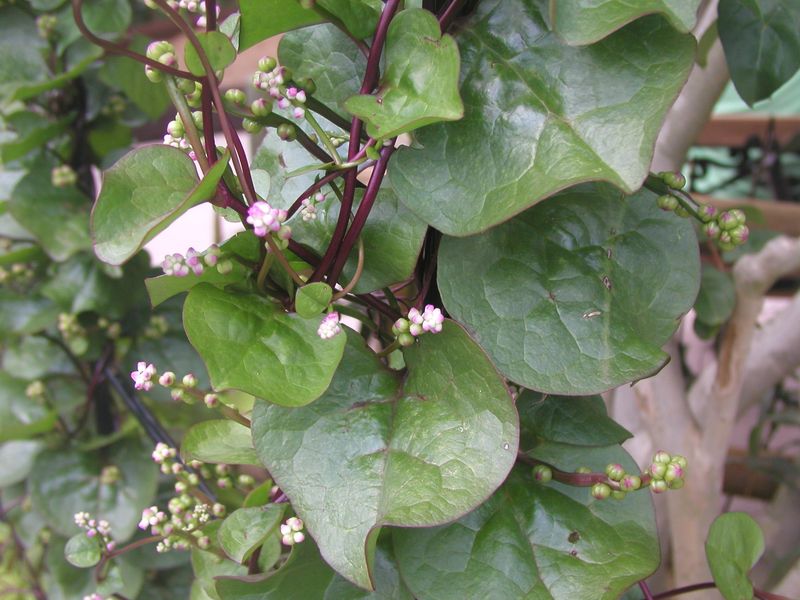 Tropical Spinaches Keep Greens Coming