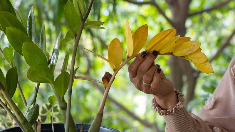 Troubleshooting Common Issues With ZZ Plants