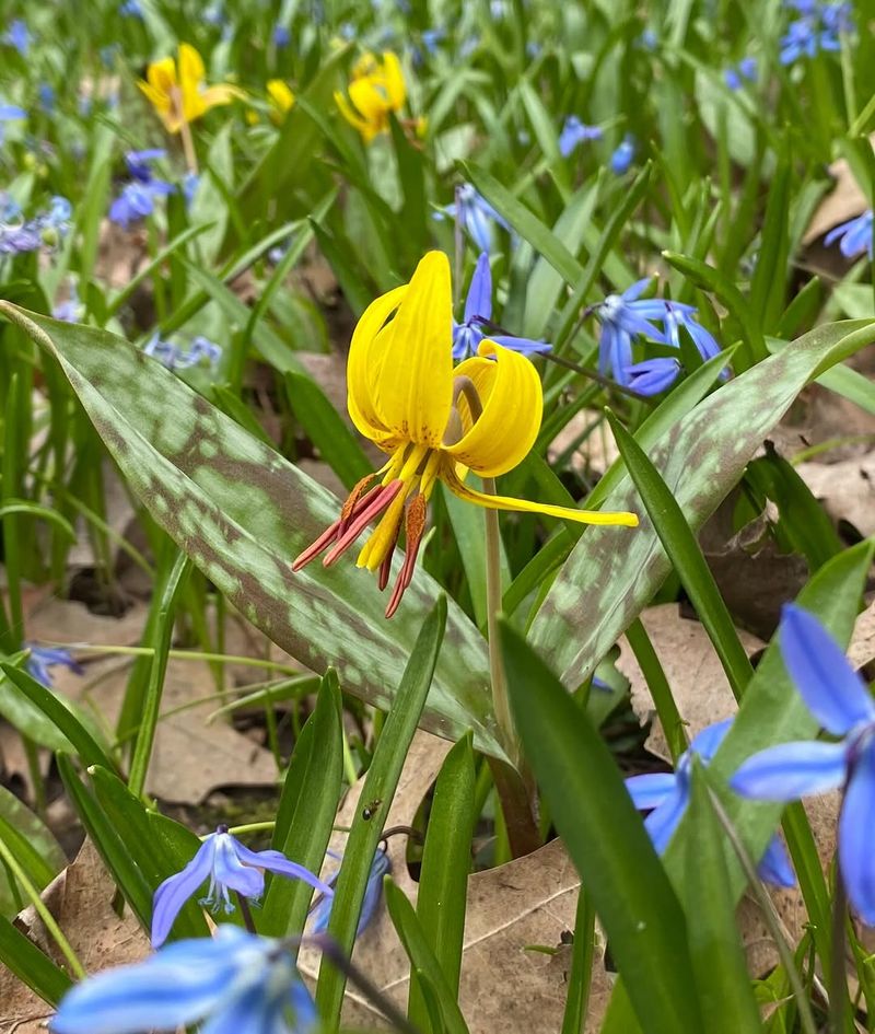 Trout Lily