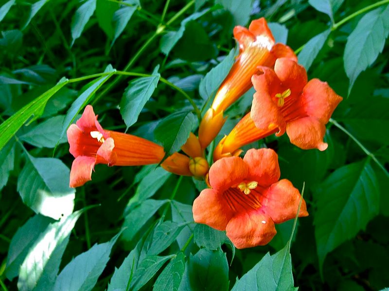 Trumpet Creeper Brings Bold Color And Growth
