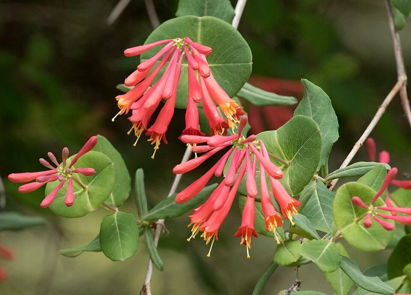 Trumpet Honeysuckle Adds Bright Native Color