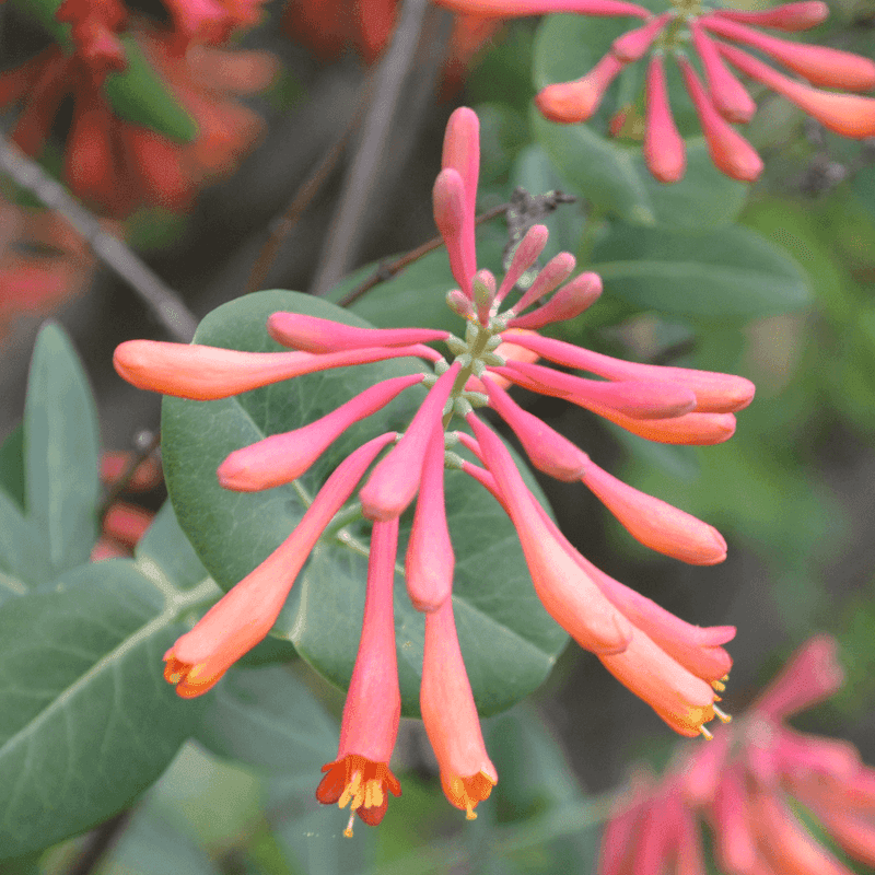 Trumpet Honeysuckle Adds Native Blooms For Pollinators