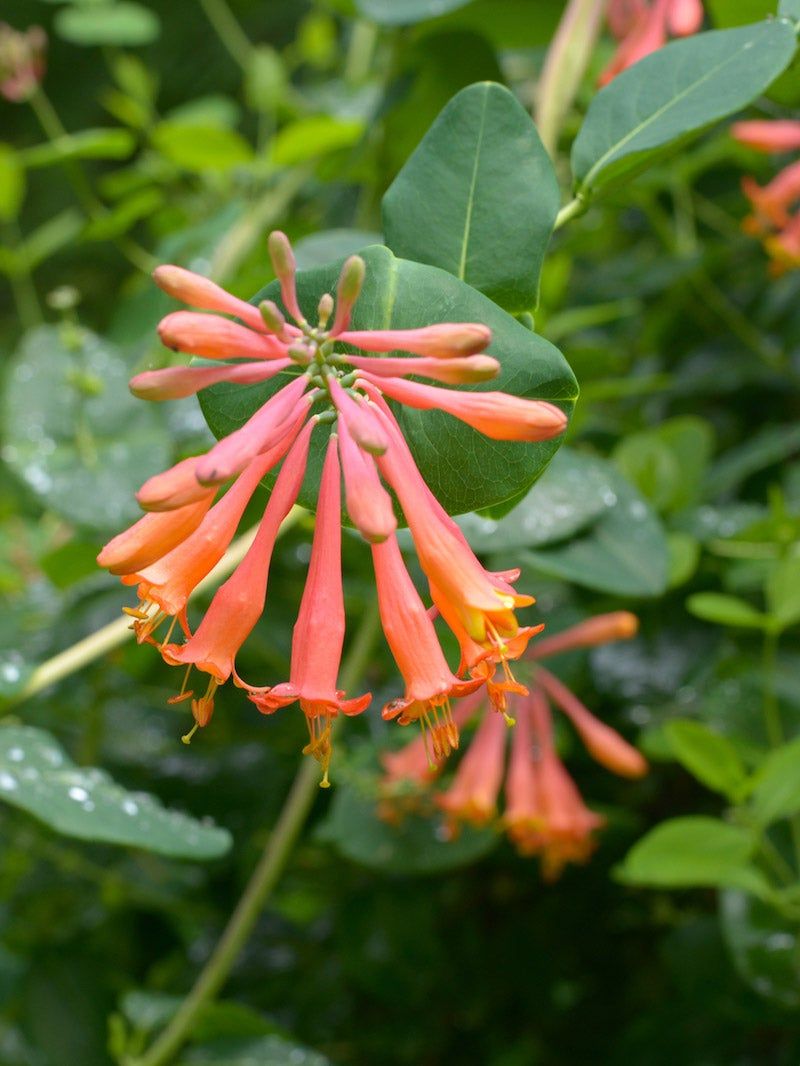 Trumpet Honeysuckle Brings Color To The Line Trumpet Honeysuckle Brings Color To The Line
